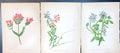 Original Old Antique Print Common Centaury Milkwort Borage