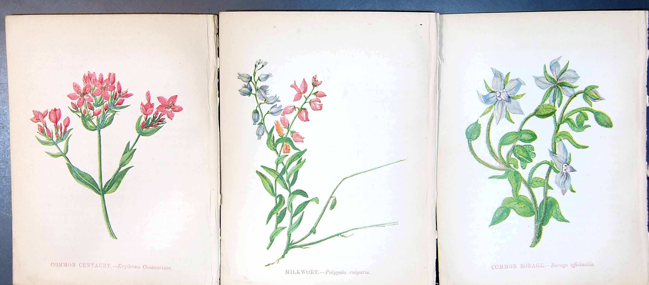Original Old Antique Print Common Centaury Milkwort Borage