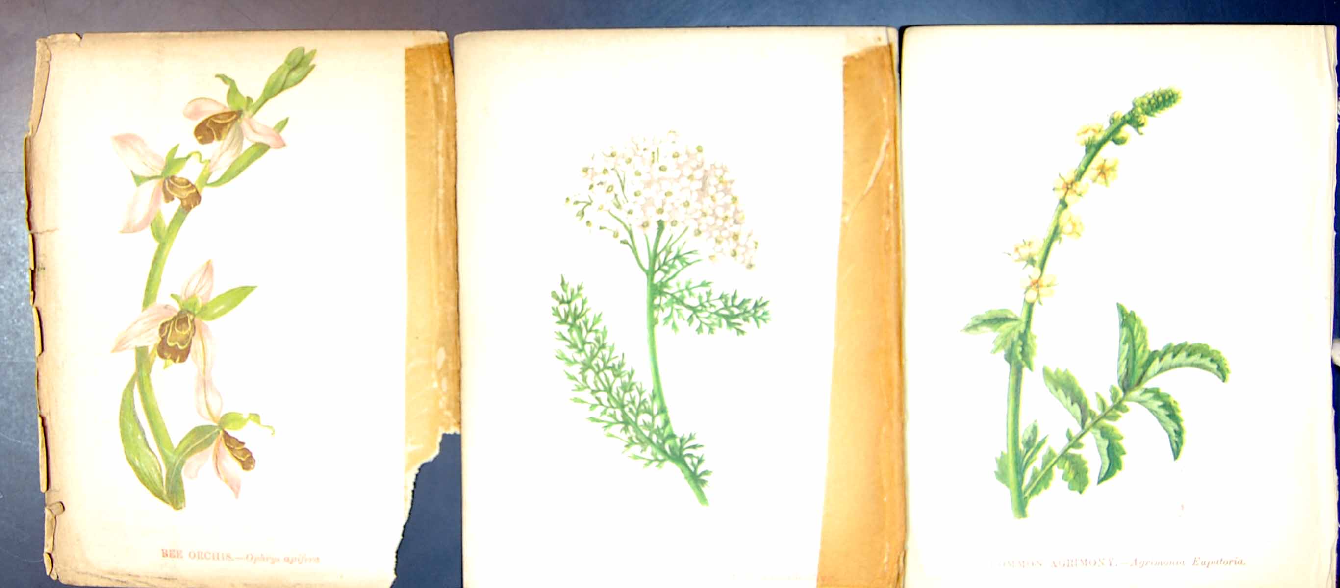 Original Old Antique Print Bee Orchis Common Yarrow Milfoil Agrimony