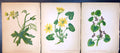 Antique Old Print Red-Berried Bryony Lesser Celandine Pilewort Ground Ivy