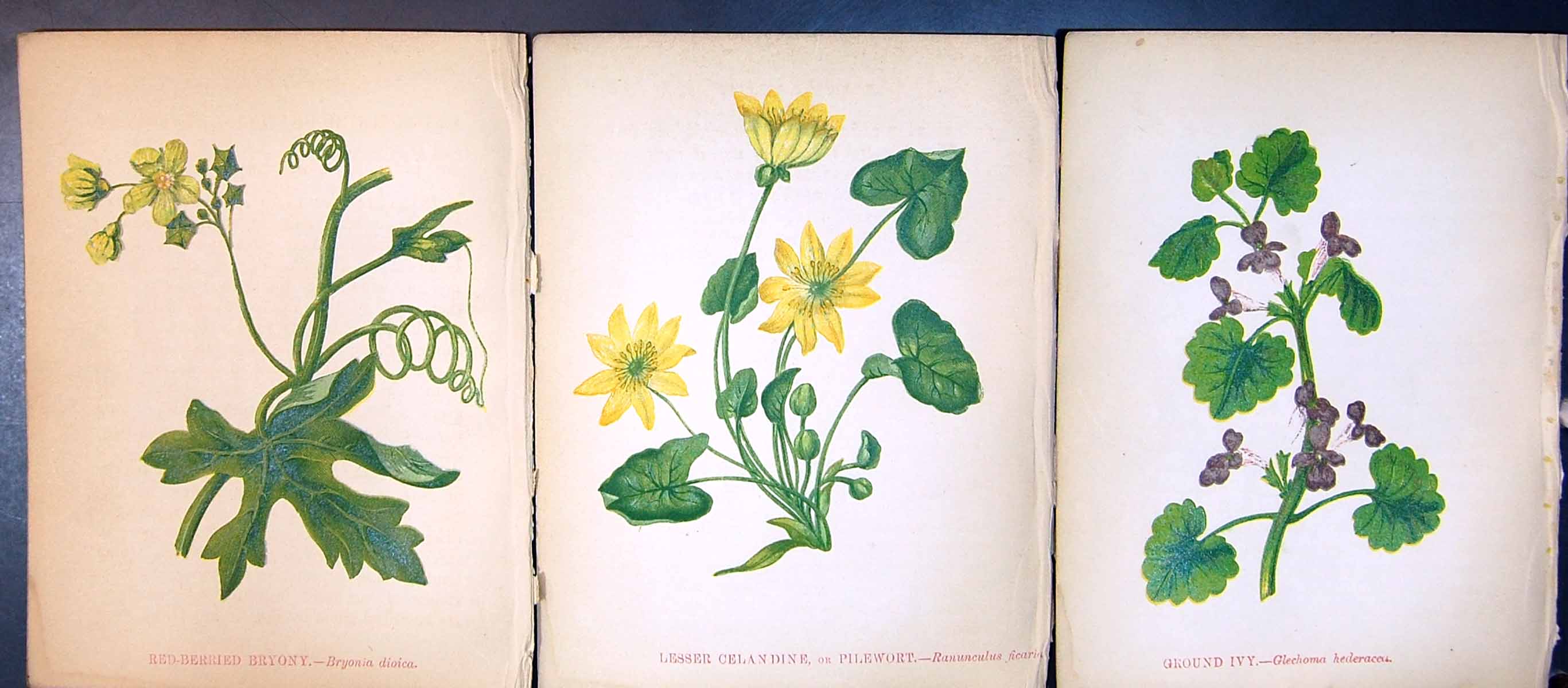 Antique Old Print Red-Berried Bryony Lesser Celandine Pilewort Ground Ivy