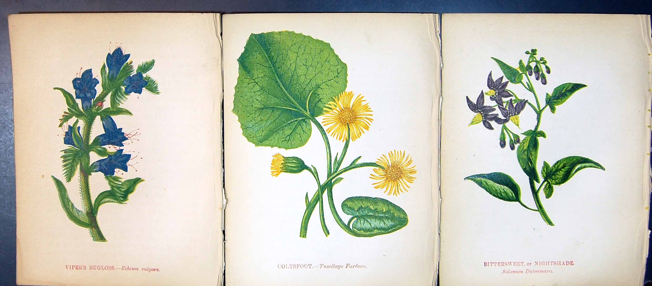 Original Old Antique Print Viper'S Bugloss Coltsfoot Bittersweet Nightshade