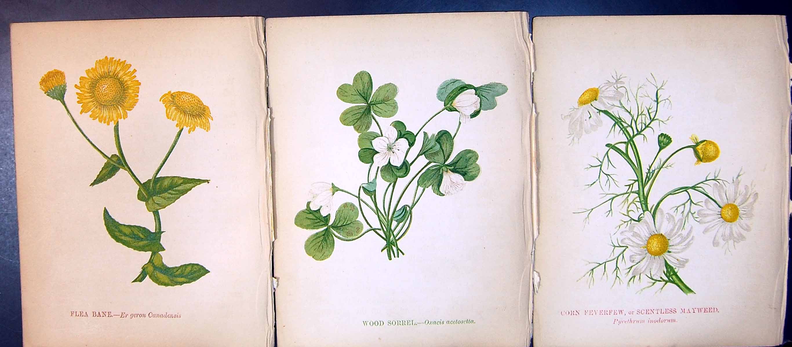 Old Antique Print Flea Bane Wood Sorrel Corn Feverfew Scentless Mayweed