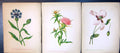 Original Old Antique Print White Poppy Star Thistle Corn Blue-Bottle