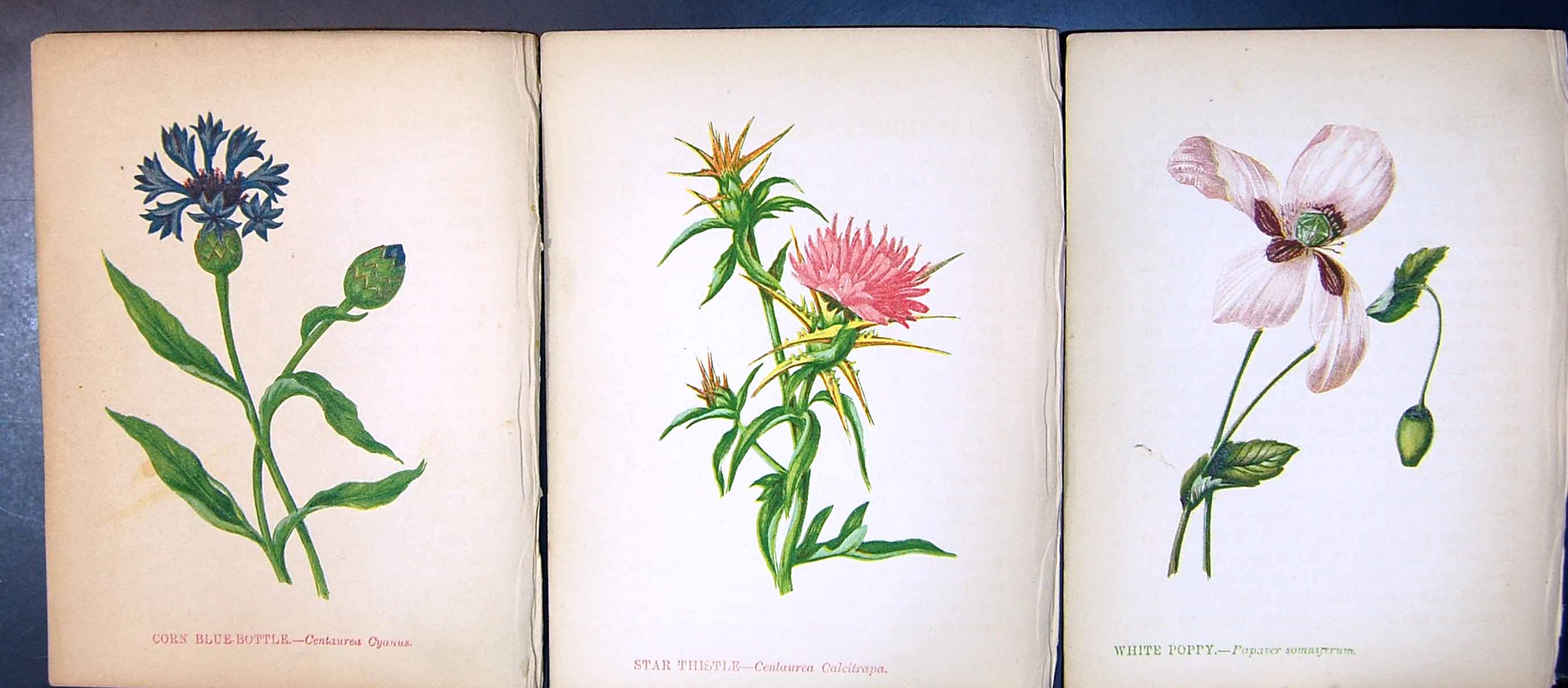 Original Old Antique Print White Poppy Star Thistle Corn Blue-Bottle