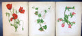 Antique Old Print Rest Harrow Ivy-Leaved Toad-Flax Long Prickly-Headed Poppy