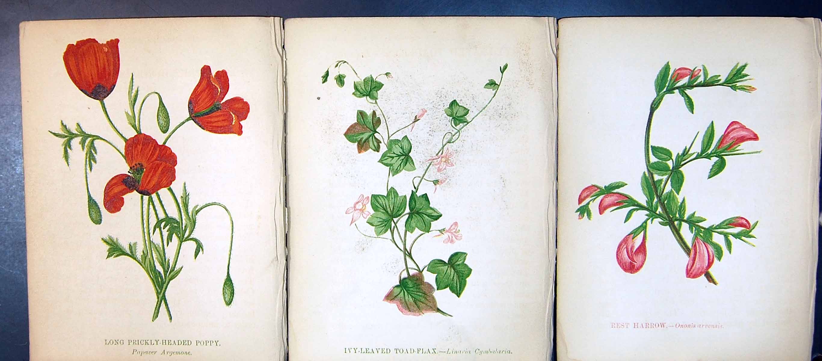 Antique Old Print Rest Harrow Ivy-Leaved Toad-Flax Long Prickly-Headed Poppy