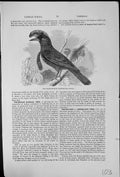 Old Print The Umbrella Bird Cephalopterus Ornatus Tropical South America