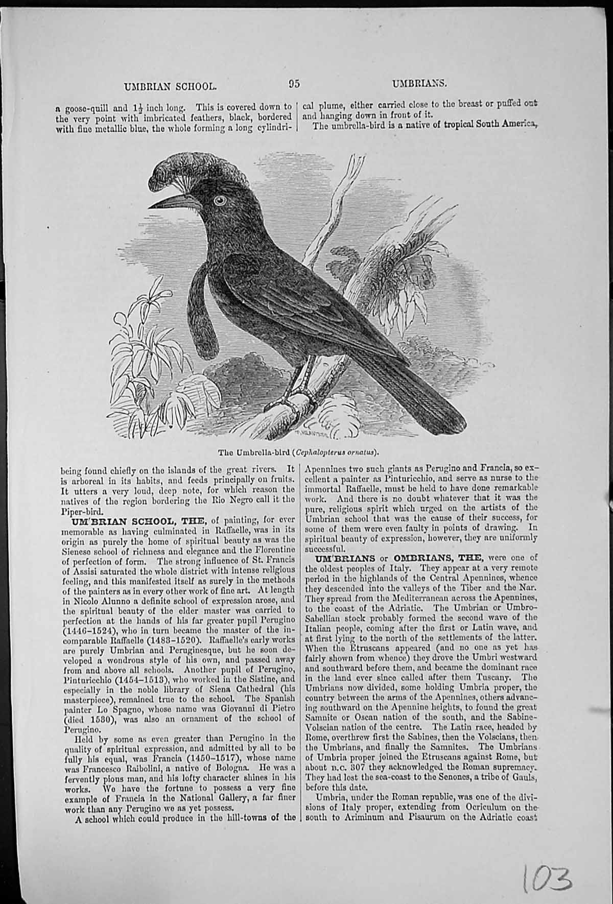 Old Print The Umbrella Bird Cephalopterus Ornatus Tropical South America