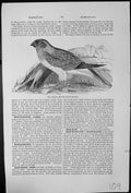 Original Old Antique Print The Common Harrier Circus Cyaneus On Ground Branch