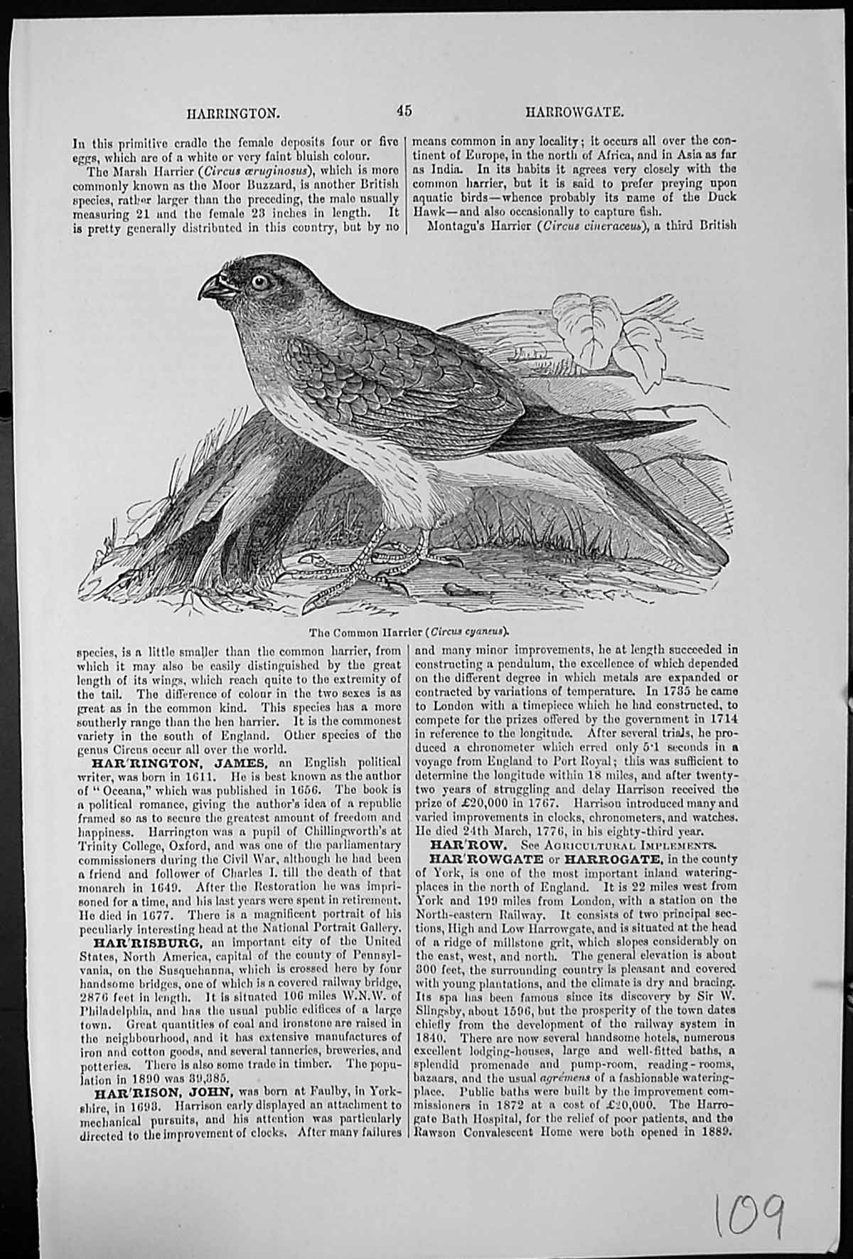 Original Old Antique Print The Common Harrier Circus Cyaneus On Ground Branch