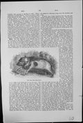 Antique Old Print The Tame Boar Sus Scrofa Tusks Hog Curled Tail Vegetation