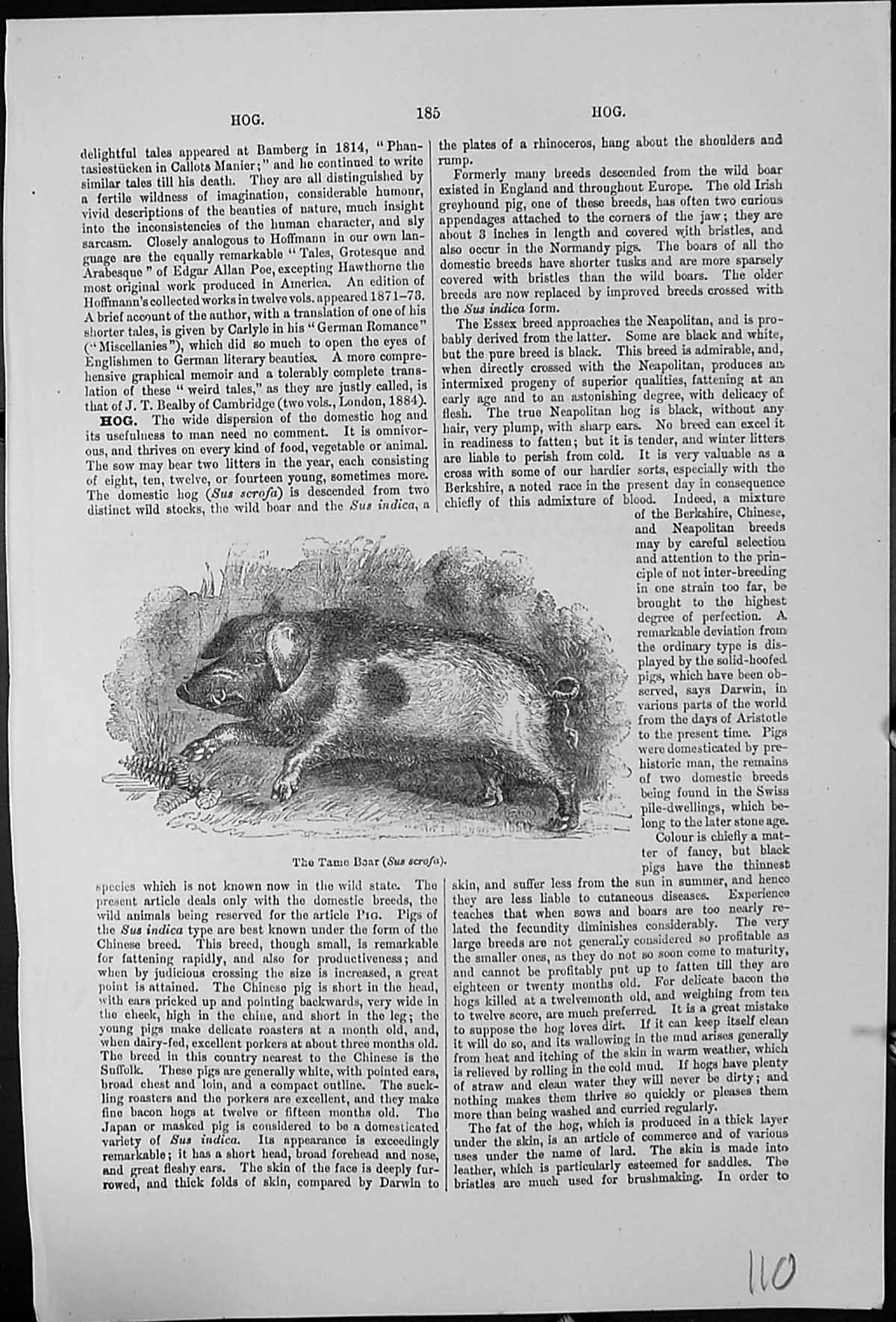 Antique Old Print The Tame Boar Sus Scrofa Tusks Hog Curled Tail Vegetation