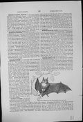 Antique Old Print Greater Horse-Shoe Bat Rhinolophus Ferrum-Equinum Branch