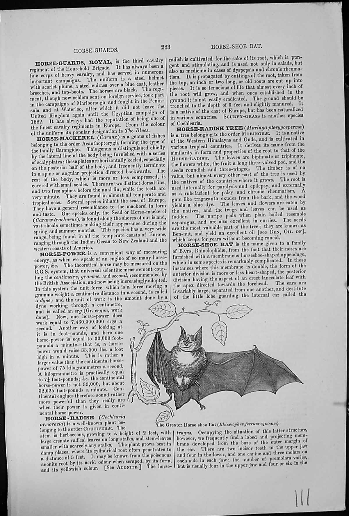 Antique Old Print Greater Horse-Shoe Bat Rhinolophus Ferrum-Equinum Branch