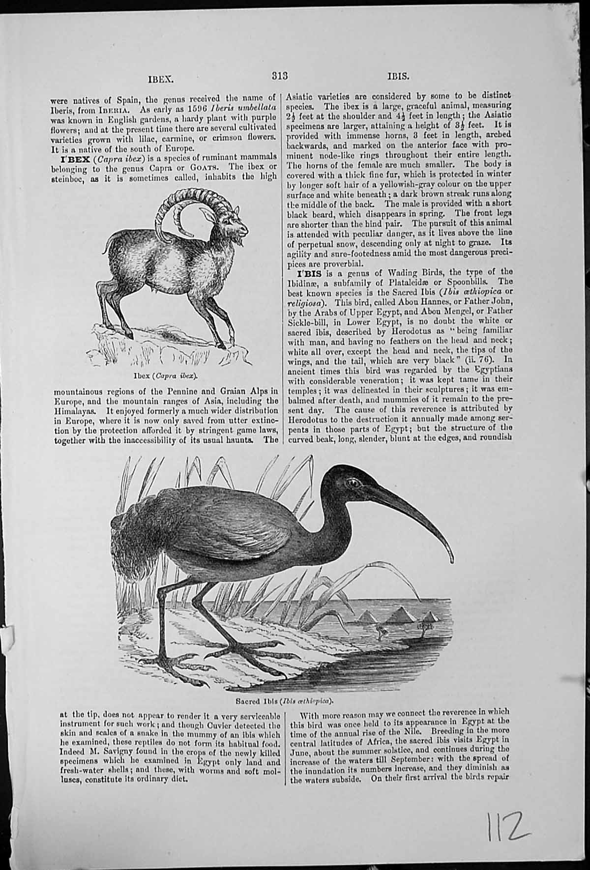 Old Ibex Capra Ibex Gaot Family Sacred Ibis Ibis Oethiopica Wading Bird