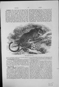 Old Antique Print Jaguar Felis Onca Often Called American Tiger Woodland