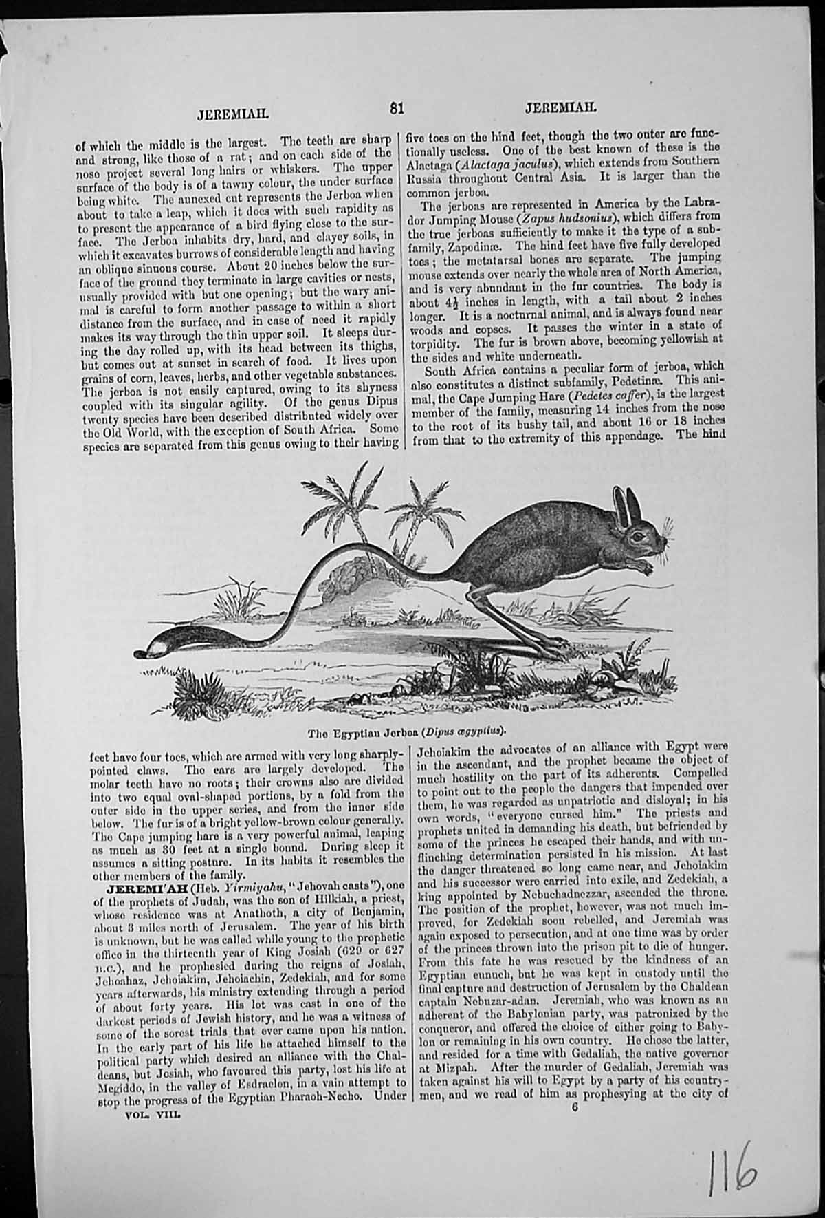 Antique Print Egyptian Jerboa Dipus Oegyptus Long Tailed Palm Trees Desert