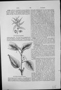 Antique Old Print Jute Corchorus Capsularis Jew'S Mallow Olitorius Flax Hemp