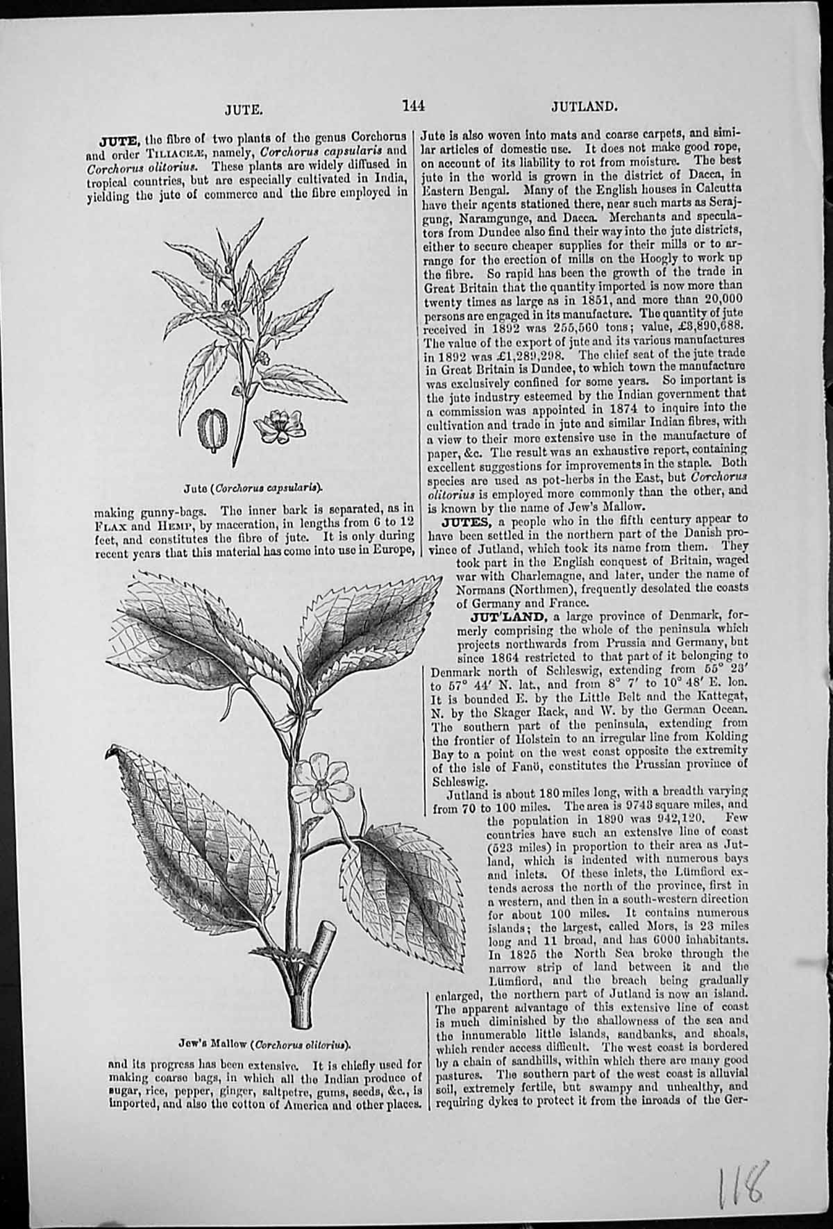 Antique Old Print Jute Corchorus Capsularis Jew'S Mallow Olitorius Flax Hemp