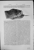 Antique Old Print Fer-De-Lance Bothrops Lanceolatus Snake Feeds Small Animals