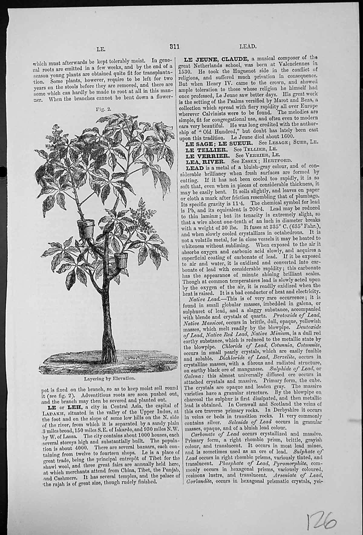 Old Print Layering By Elevation Pots Attached To Tree Adventitious Roots
