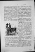Antique Old Print Poku And Lechee Livingstone Antelope South African Horns
