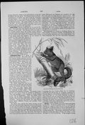 Old Antique Print Aye-Aye Chiromys Madagascariensis Long-Fingered Lemur