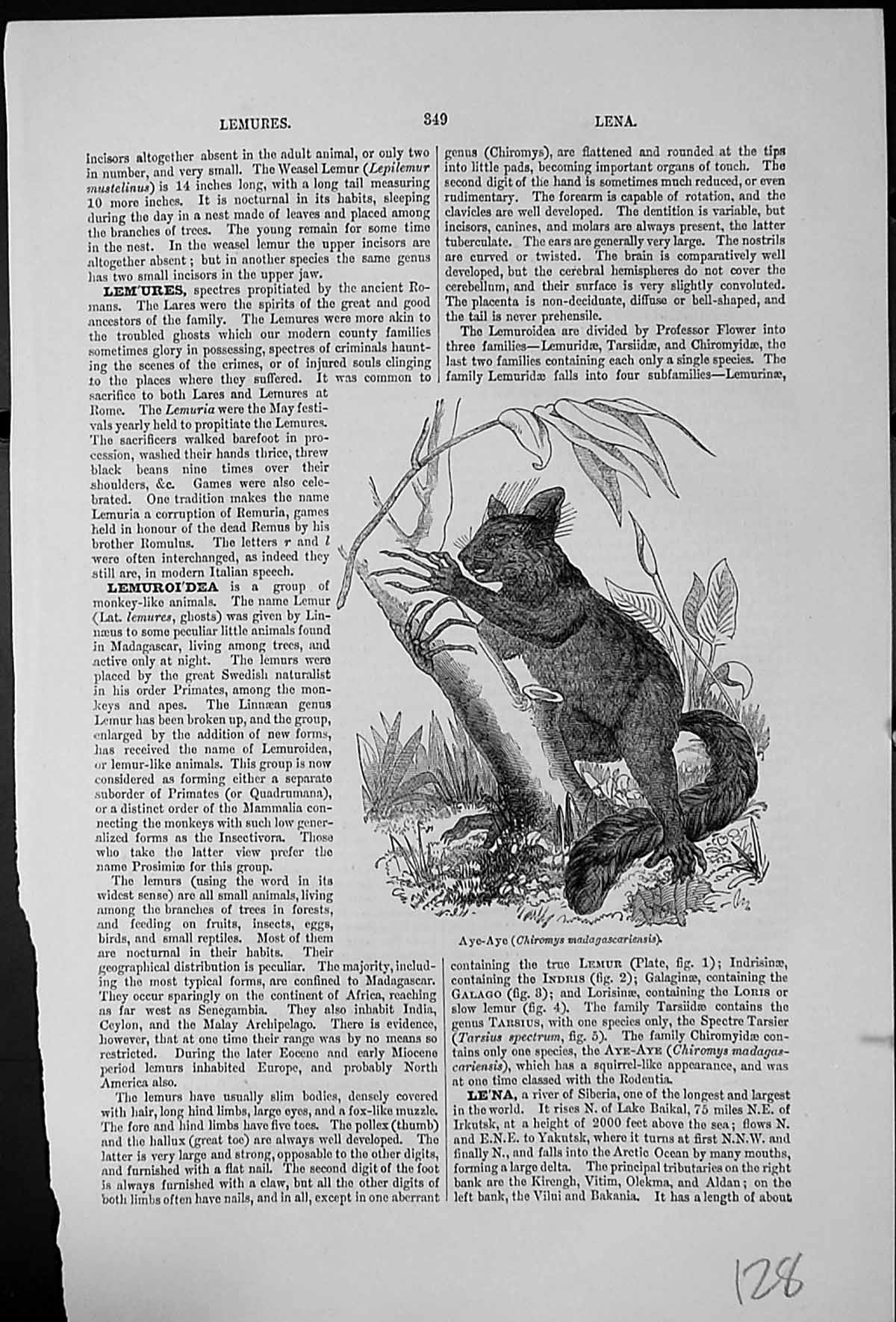Old Antique Print Aye-Aye Chiromys Madagascariensis Long-Fingered Lemur