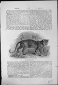 Antique Old Print Leopard Felis Pardus One Largest Best Known Cats Wide Range