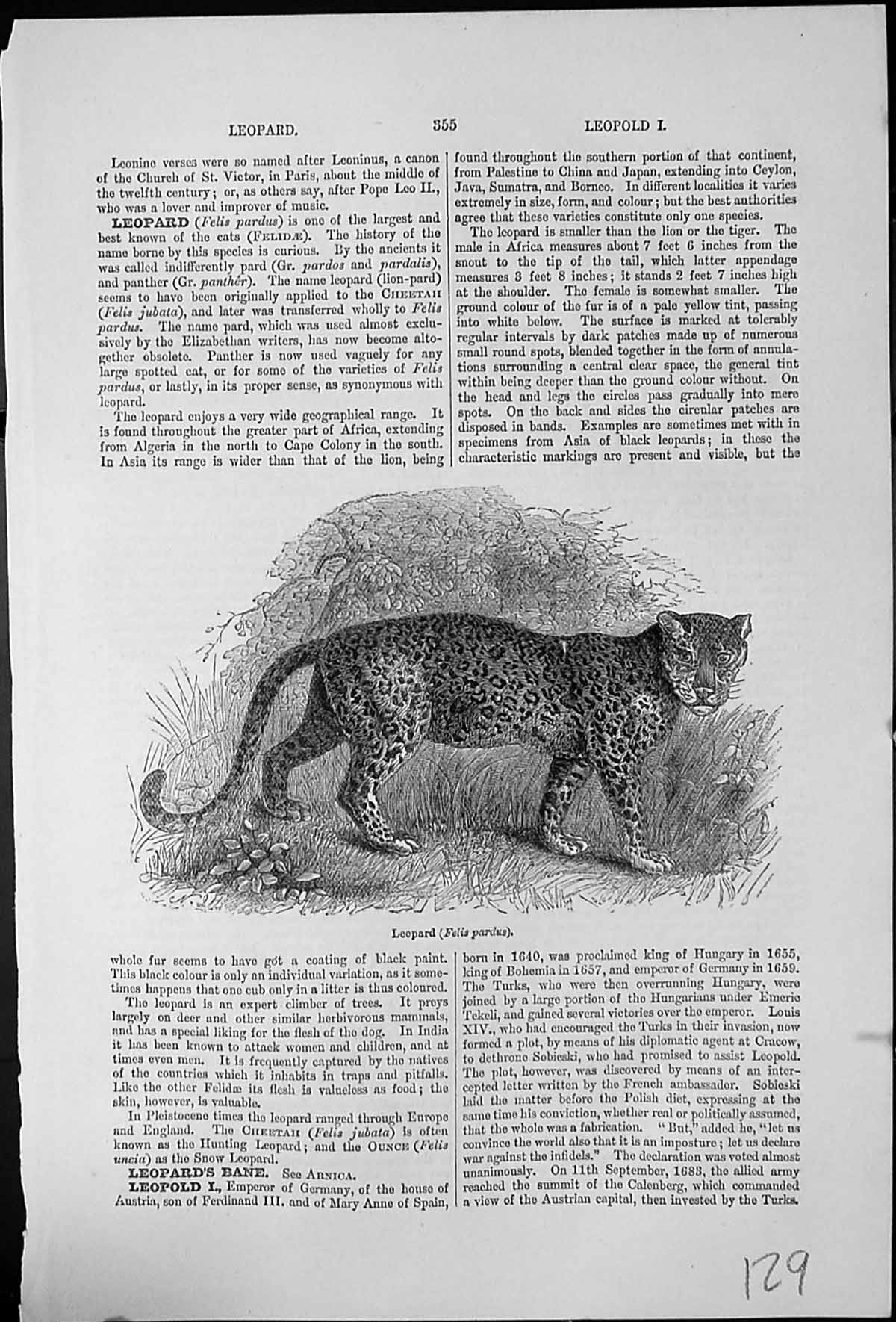 Antique Old Print Leopard Felis Pardus One Largest Best Known Cats Wide Range