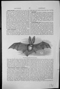 Antique Print The Long-Eared Bat Plecotus Auritus In Flight Common England