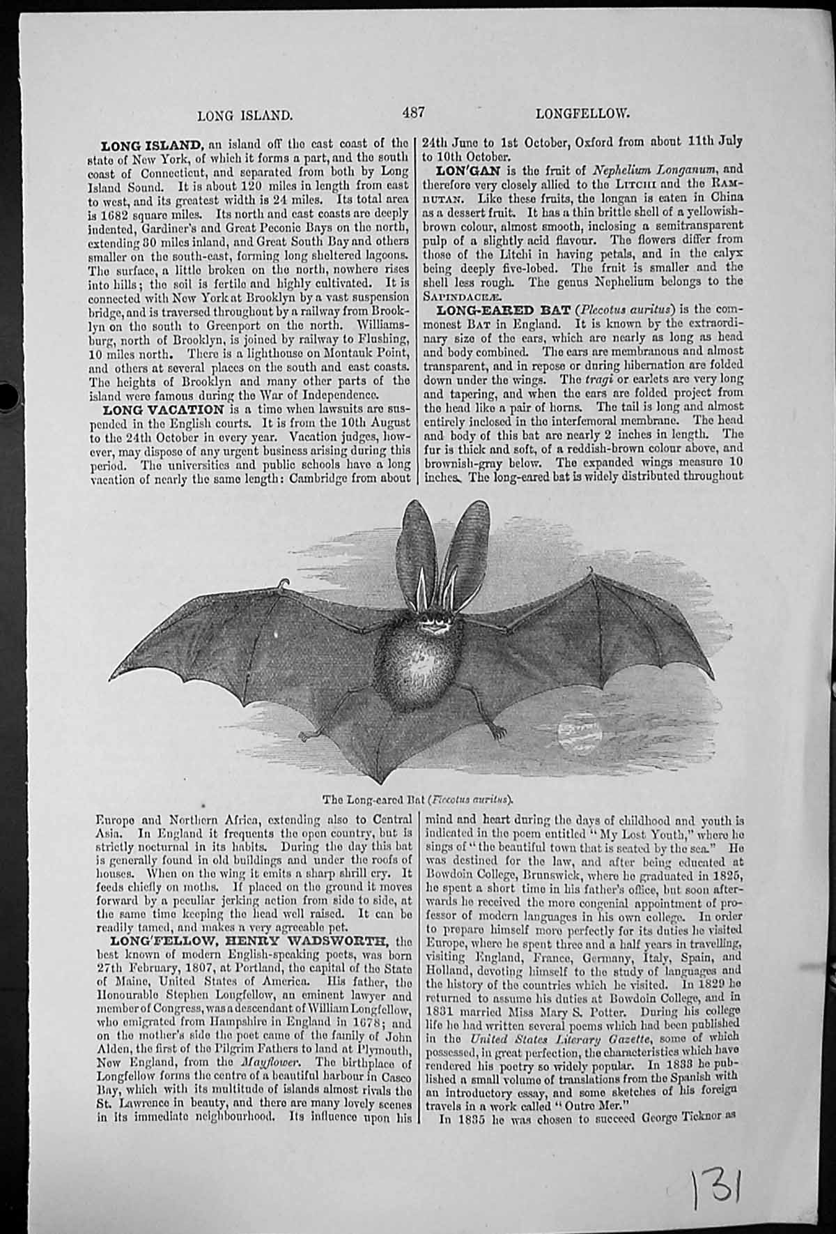 Antique Print The Long-Eared Bat Plecotus Auritus In Flight Common England