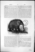Antique Print Mammoth Restored Elephas Primigeniusextinct Species Elephant