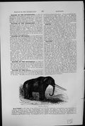 Antique Old Print Mastodon Restored Order Proboscidae Resemblance Elephants