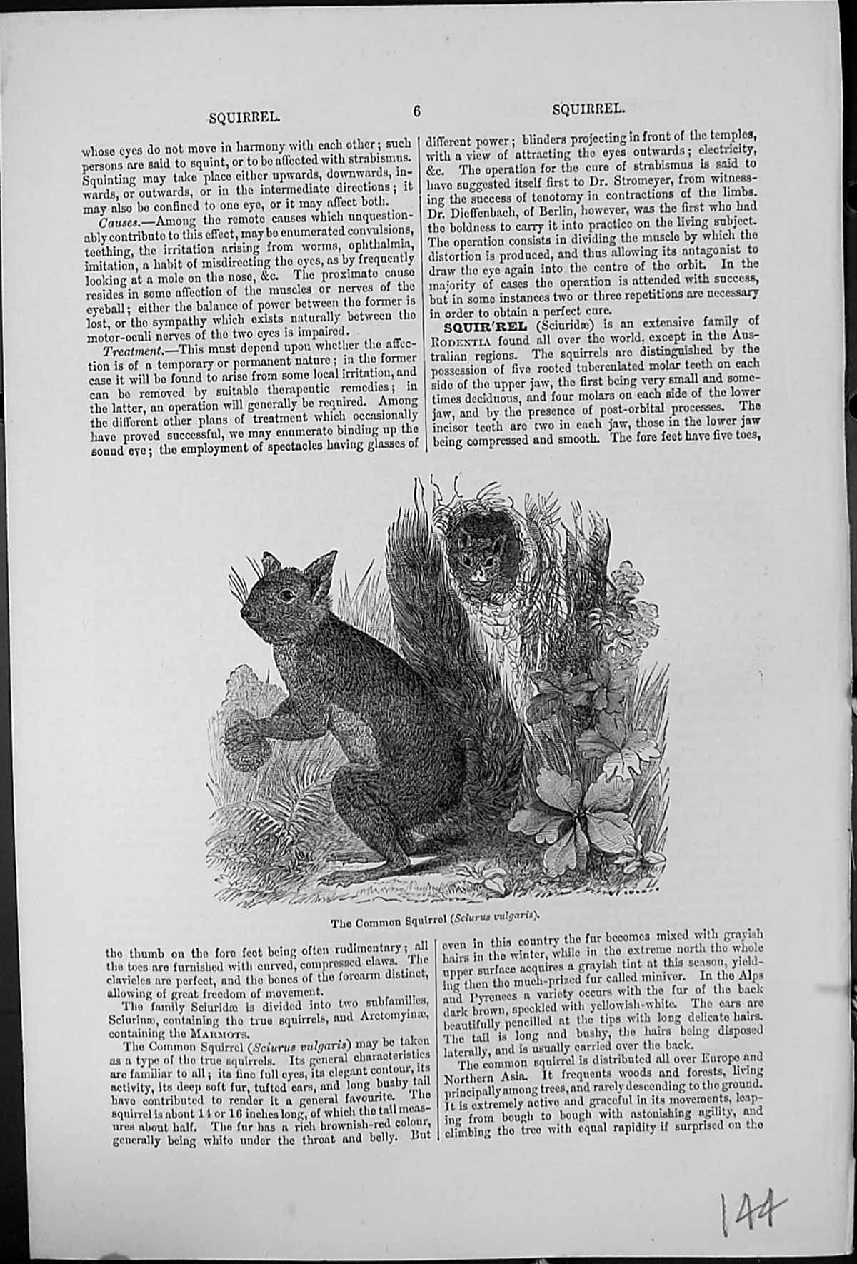Old Print Common Squirrel Sciuris Vulgaris With Acorn In Nest Vegeetation