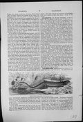 Old Antique Print Blue-Spotted Salamander Plethodon Glutinosa Amphibian