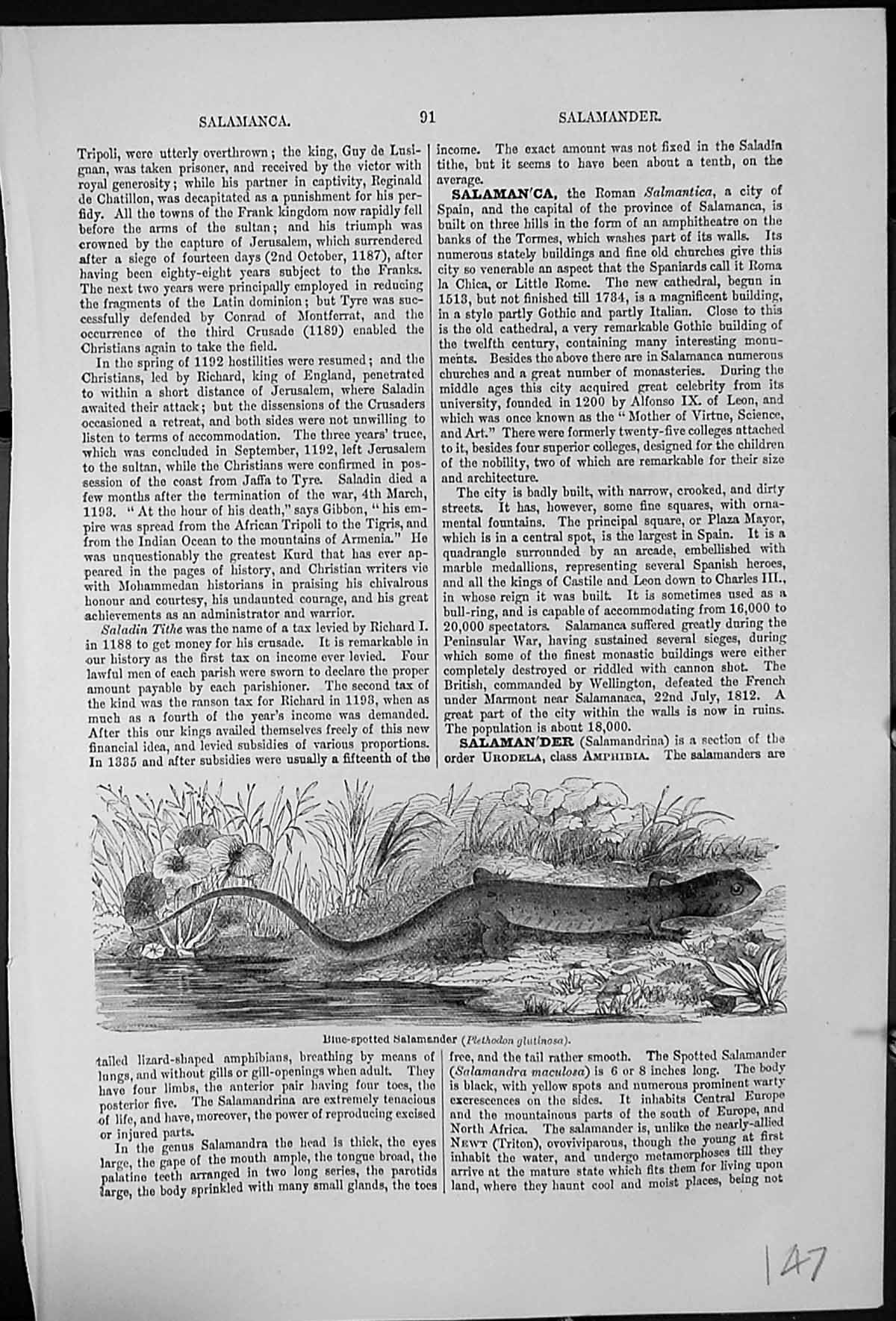 Old Antique Print Blue-Spotted Salamander Plethodon Glutinosa Amphibian