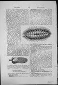 Antique Print Sea-Lily Sea-Mouse Aphrodite Hystrix Marine Worm Oval Shaped