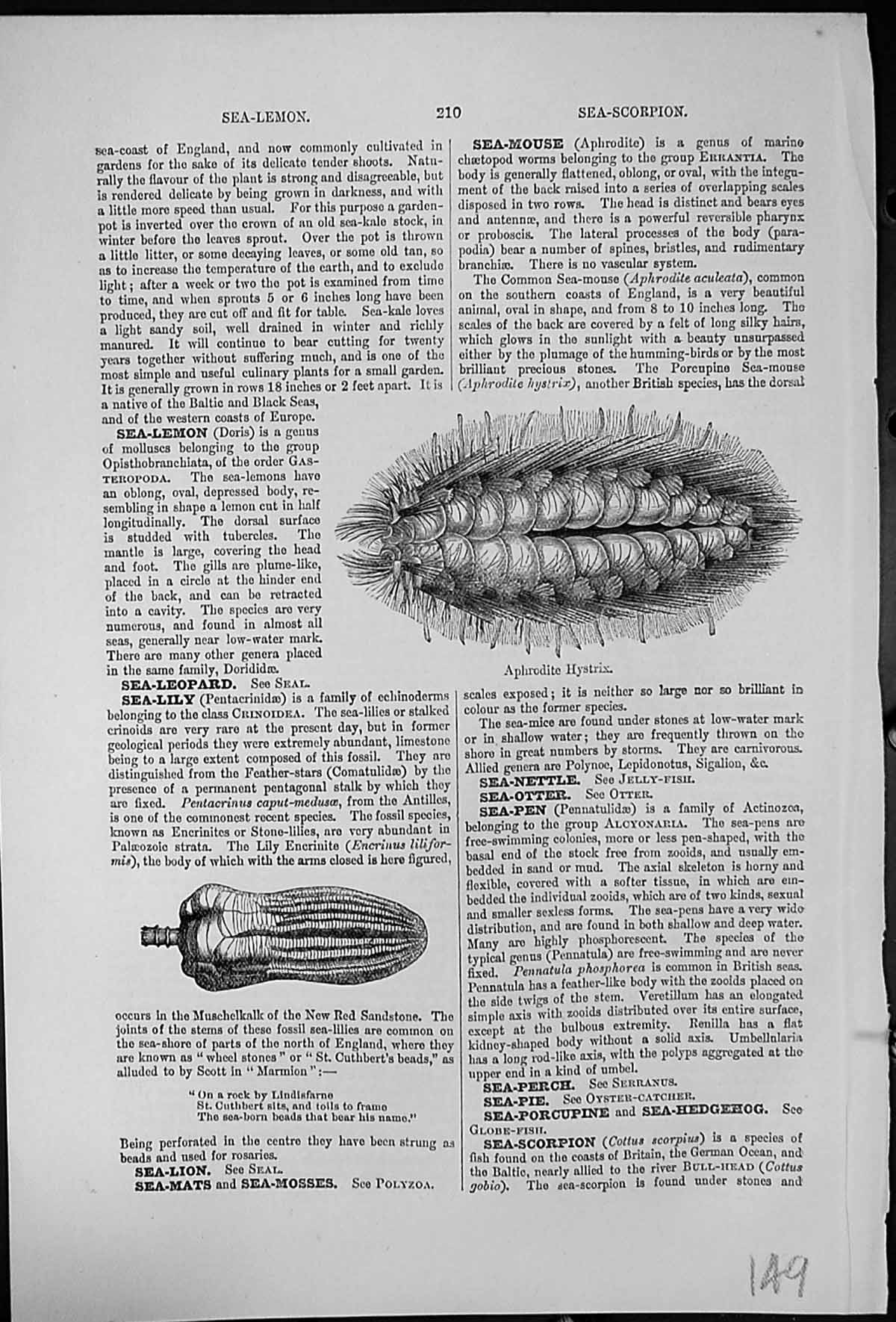 Antique Print Sea-Lily Sea-Mouse Aphrodite Hystrix Marine Worm Oval Shaped