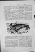 Antique Old Print Crested Seal Stemnatopus Cristatus Spotted Body Ice Floes