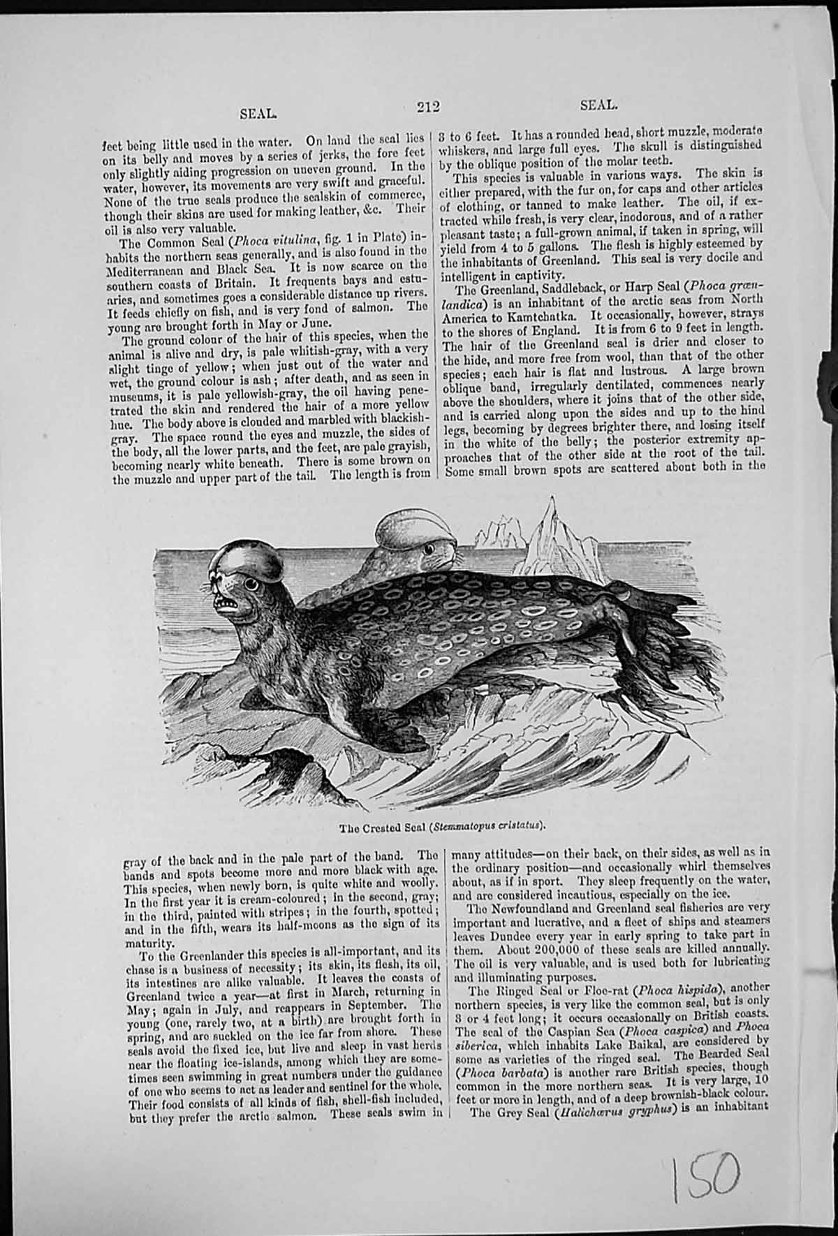 Antique Old Print Crested Seal Stemnatopus Cristatus Spotted Body Ice Floes