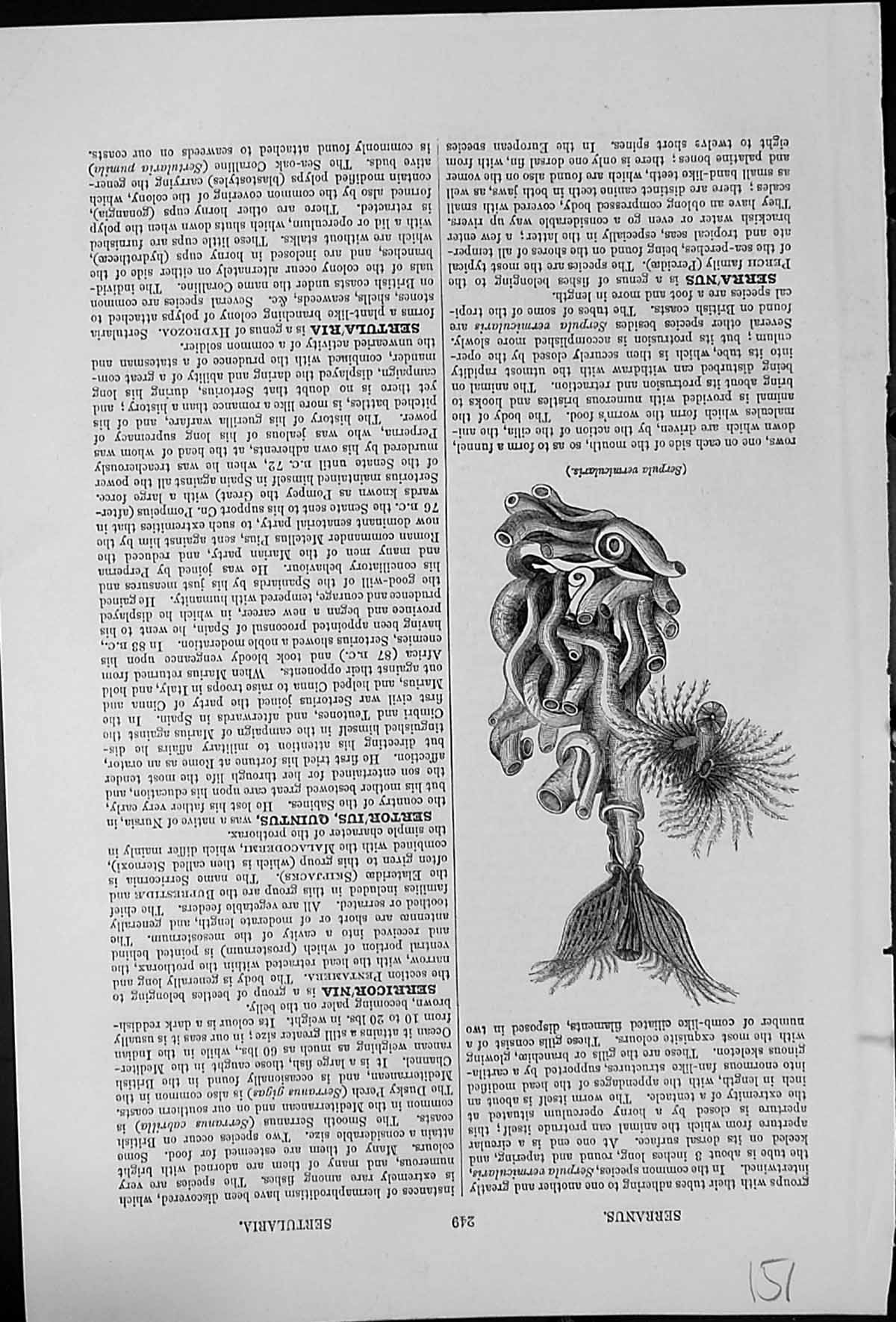 Old Antique Print Serpula Vermicularis Common Species Worm Gill Filaments