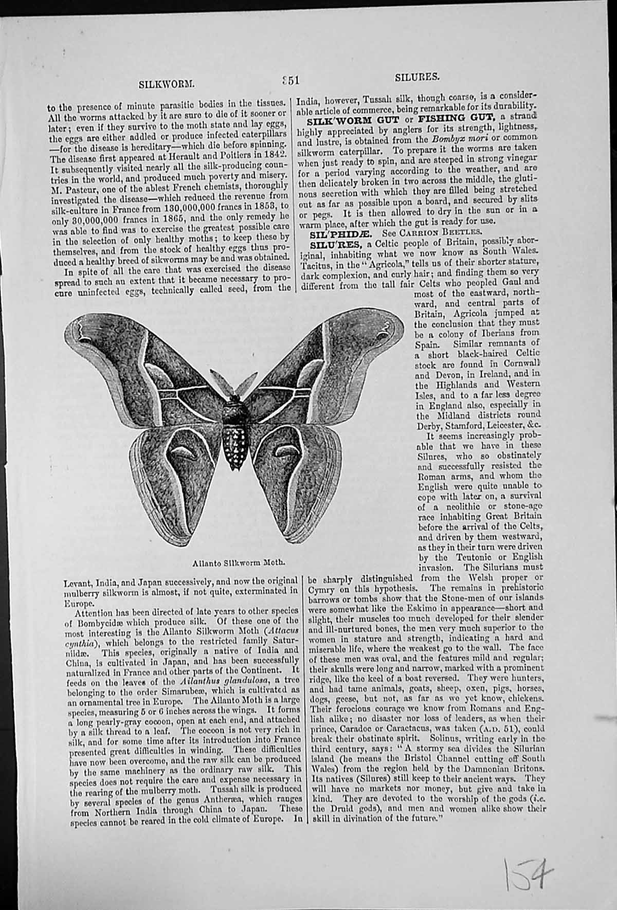 Old Antique Print Ailanto Silkworm Moth Attacus Cynthia Cultivated Japan