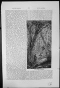 Original Old Antique Print Virgin Forest America South American Tropical Native