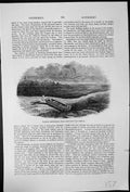 Antique Old Print Seashore Spitzbergen From Sketch Lord Dufferin Body Coffin