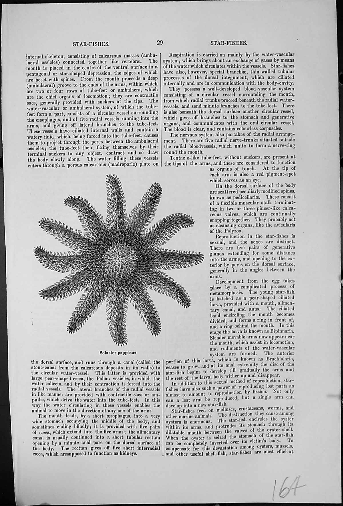 Old Antique Print Star-Fish Solaster Papposus Twelve Arms Feeds Molluscs