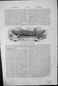 Antique Old Print Rough Stump-Tail Trachydosaurus Rugosus Western Australia