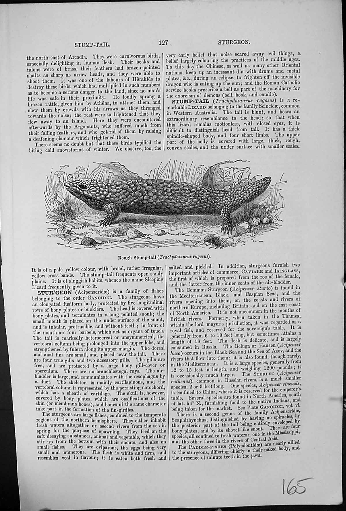 Antique Old Print Rough Stump-Tail Trachydosaurus Rugosus Western Australia