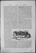Old Common Teguexin Teius Teguexin Lizard Family Ameividae S America